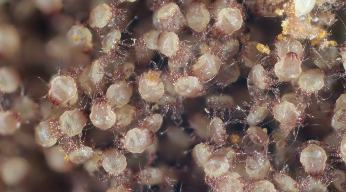 Is Mites Smakler Than Bed Bugs BedBugs