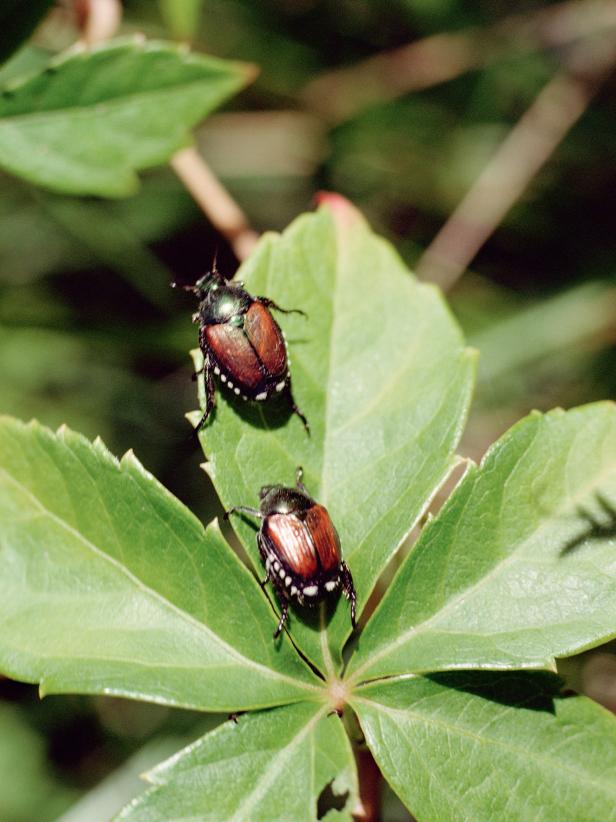 Exploring The Life Cycle Of Japanese Beetles From Larvae To Adults