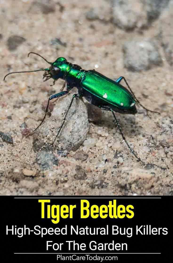Can A Tiger Beetle Kill A Sea Lion? Examining The Evidence BedBugs