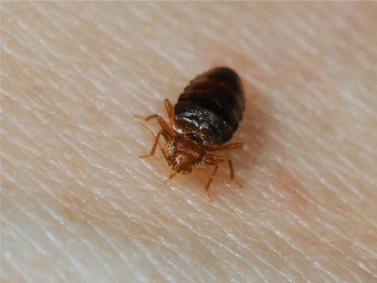 Where To Buy Bed Bug Blue BedBugs