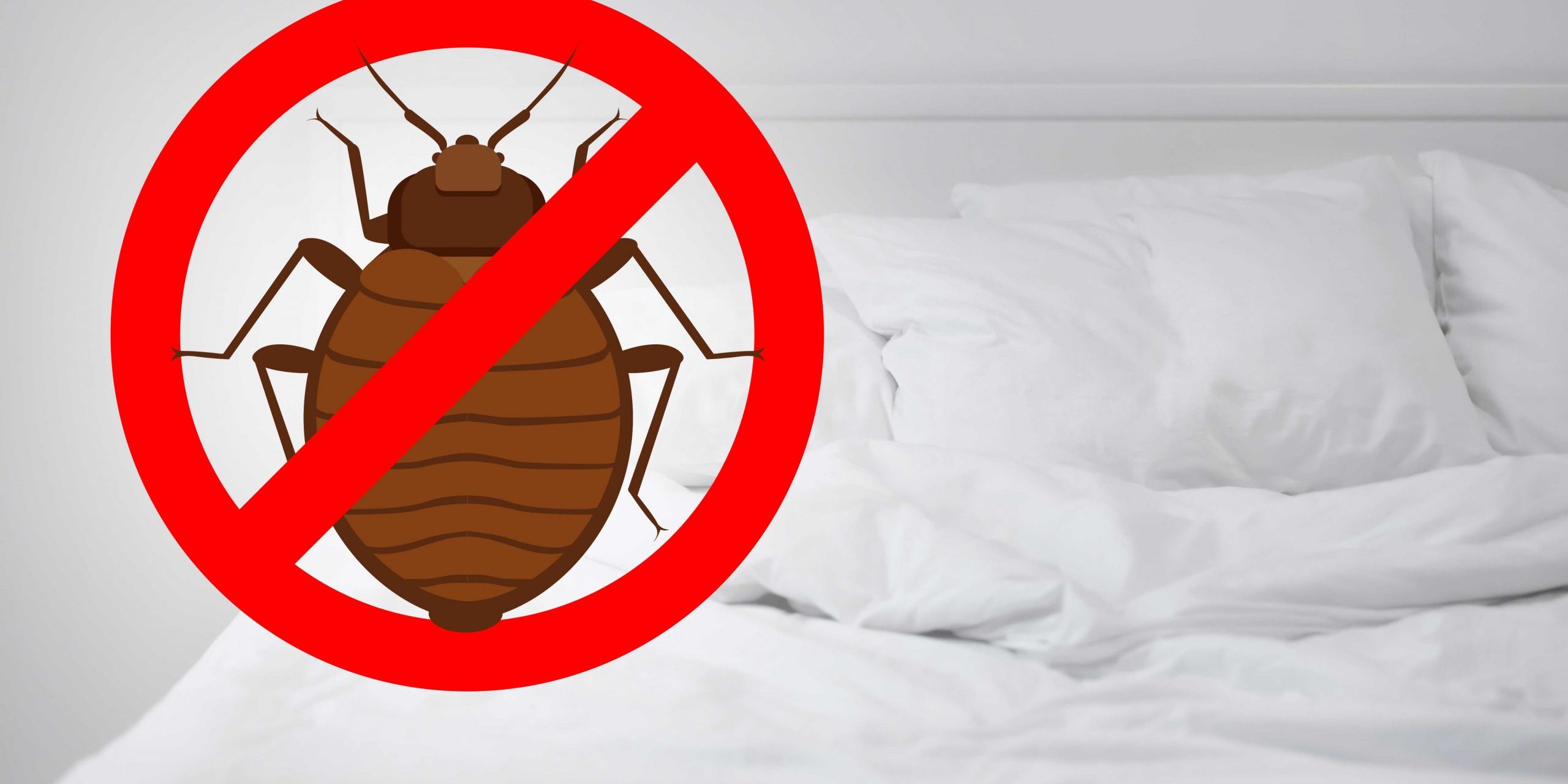 Do Exterminators Get Rid Of Bed Bugs BedBugs