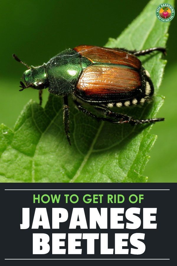 The Unstoppable Japanese Beetle Can They Devour A Tree In A Single