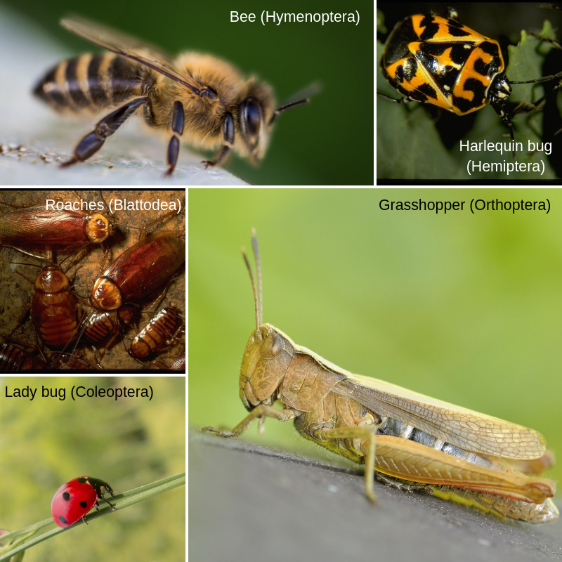 Can Quail Control Japanese Beetle Infestations? Exploring The Pros And