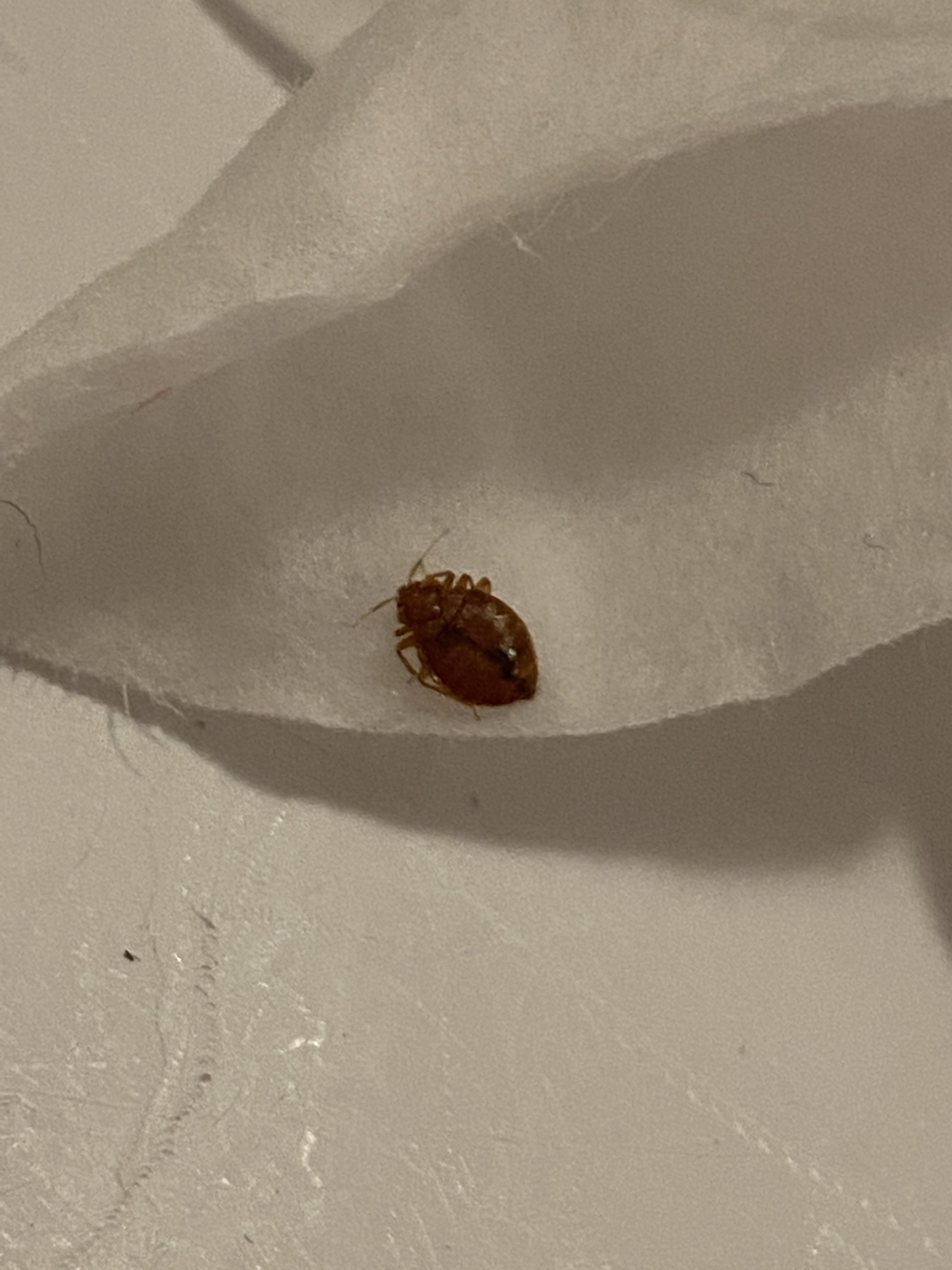 The Dangers Of Bed Bugs Why Memory Foam Mattresses Are The Best Option