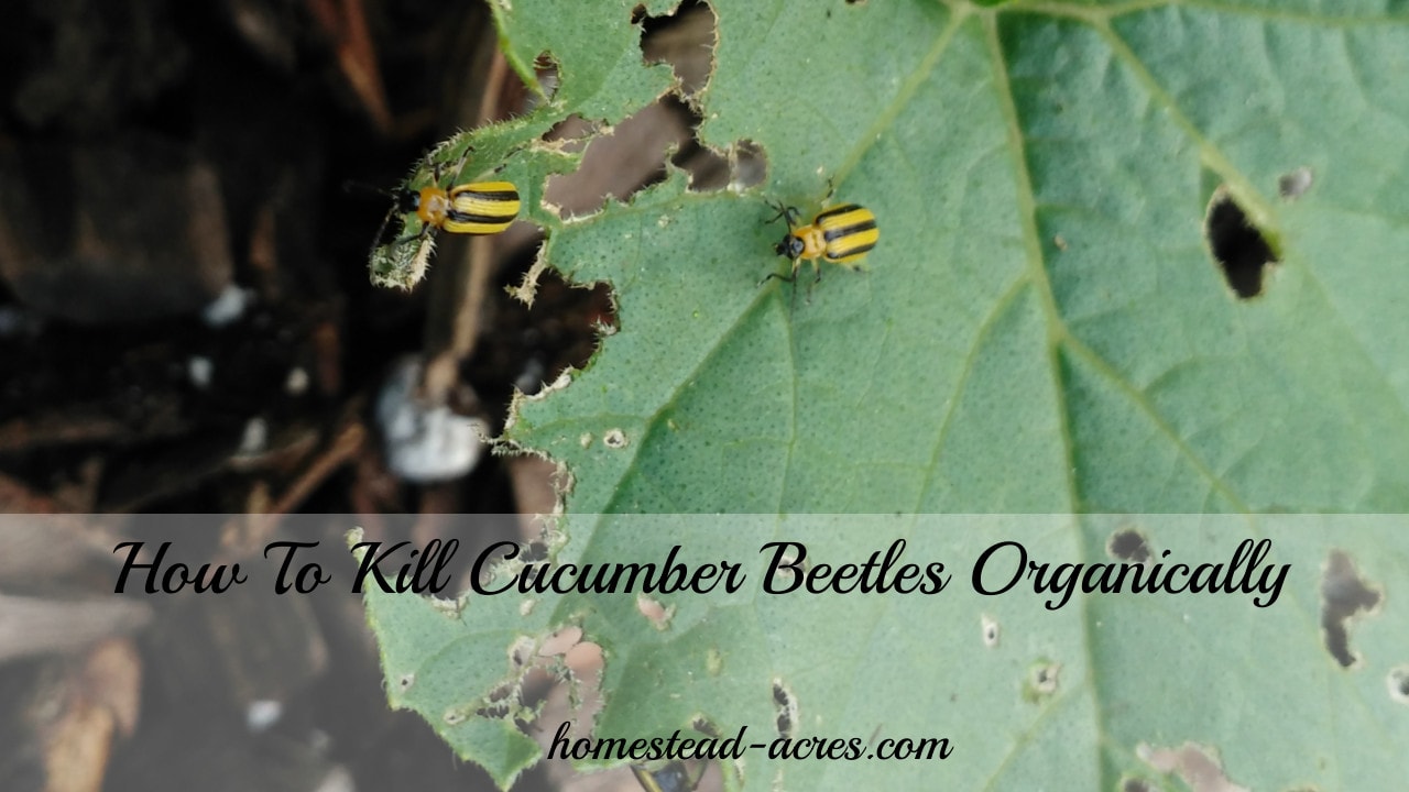 How To Control Cucumber Beetles In Home And Commercial Gardens BedBugs