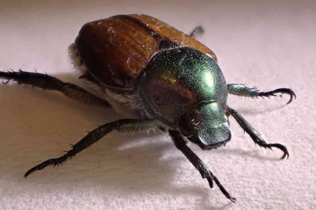 Combatting Japanese Beetles Understanding Their Activity And