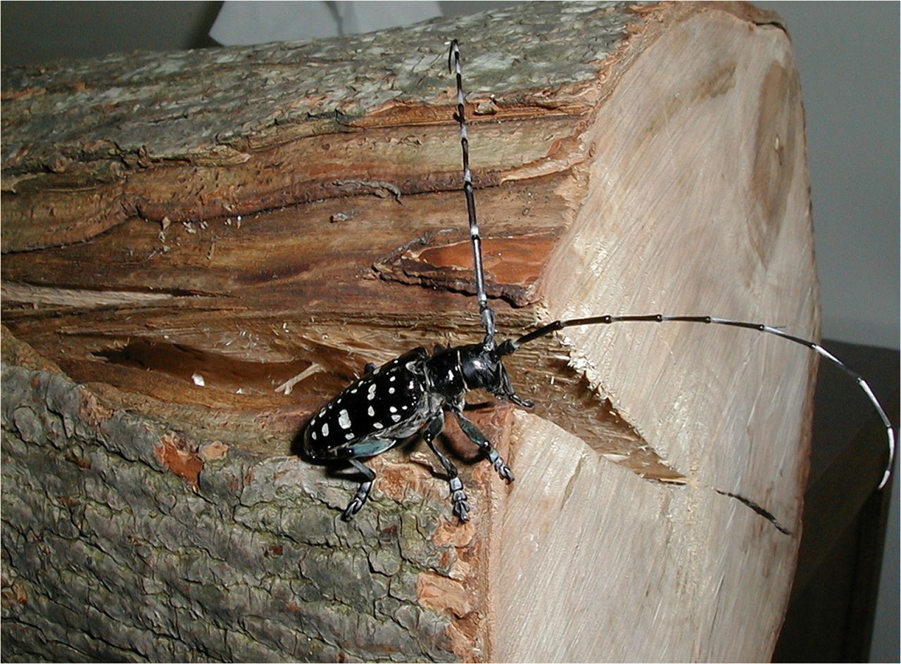 Combatting The Spread Of Longhorned Beetles Exploring Effective