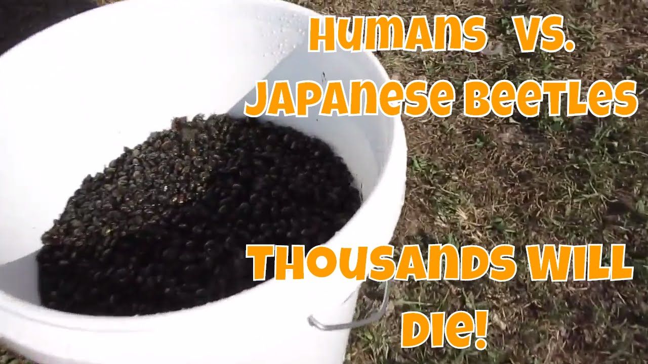 How To Get Red Of Bed Bugs BedBugs