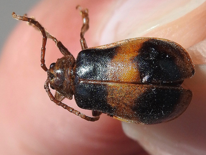 Protect Your Elm Trees From Damage Effective Sprays To Kill Elm Leaf