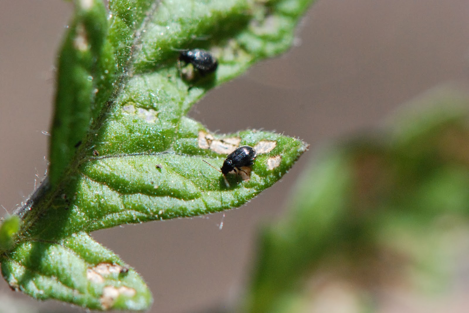 Protect Your Plants From Flea Beetles How To Identify And Control