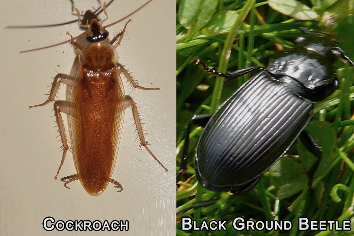 The Bark Beetle Infestation California’s Worsening Struggle With Tree