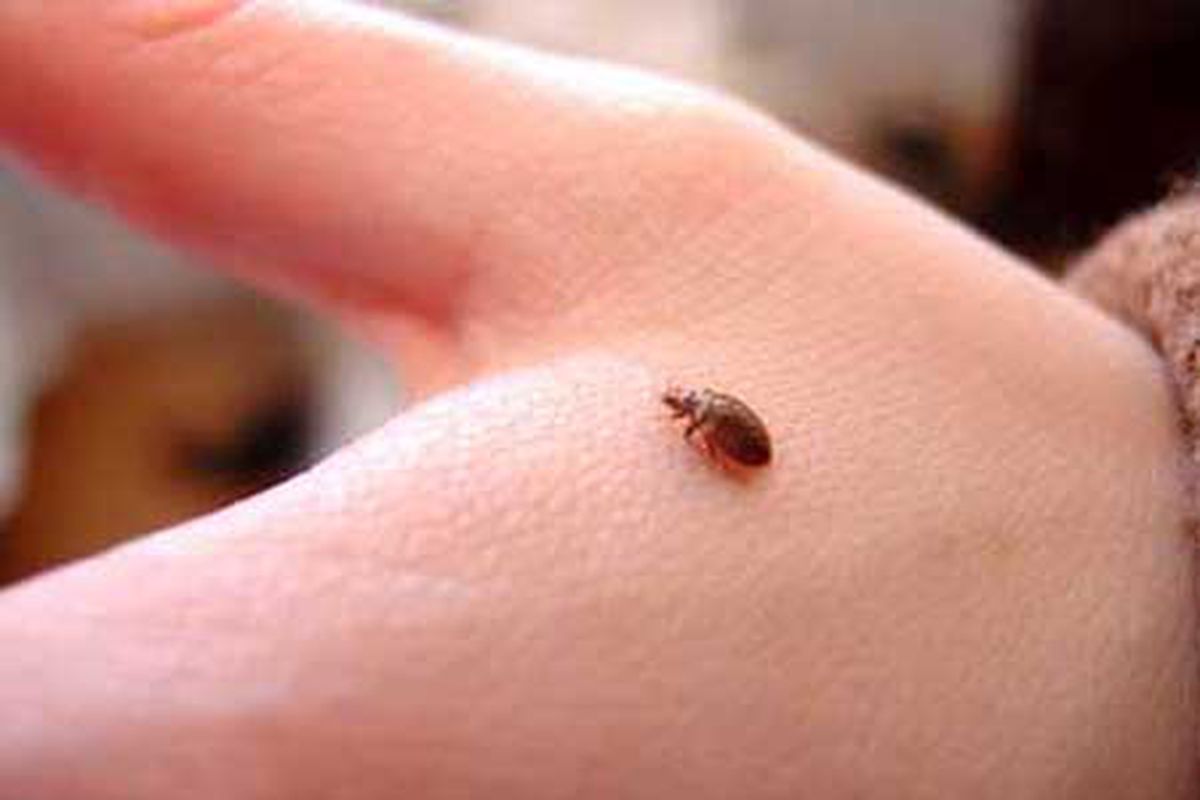 How To Prevent Bed Bugs In Your Fake Leather Bag BedBugs