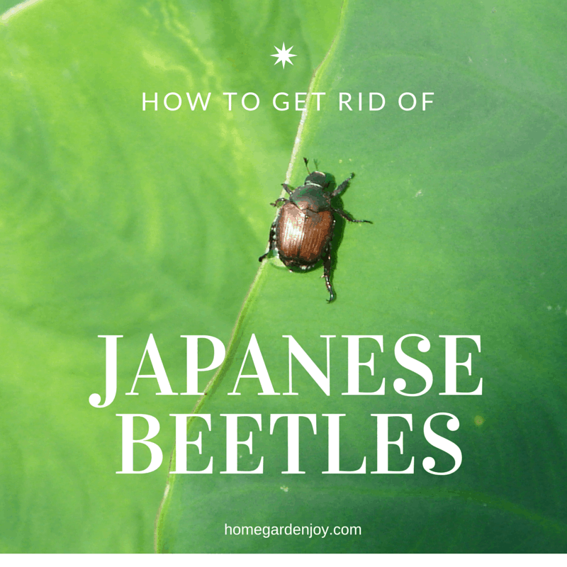 Using PineSol To Combat And Prevent Asian Beetles In The Home BedBugs