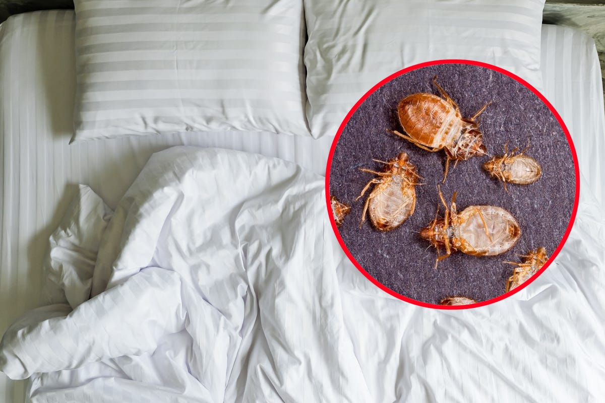 How To Avoid And Deal With Bed Bugs In A Hotel Room BedBugs