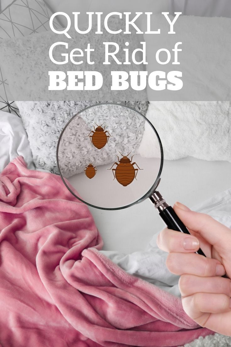 How To Request A Refund For A Bed Bug Infested Bed BedBugs