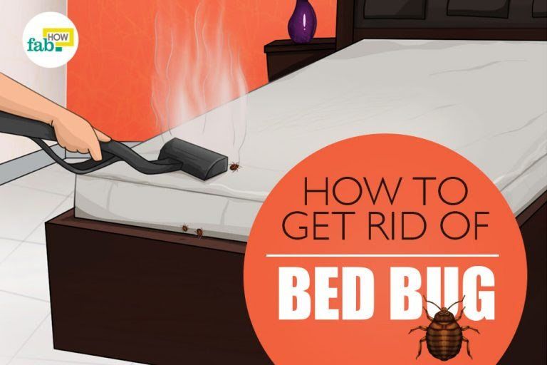 How To Stop Bed Bug Paranoia BedBugs