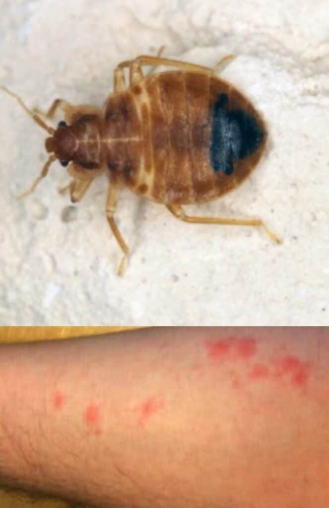 Essentria IC3 An Effective Natural Insecticide For Bed Bugs BedBugs