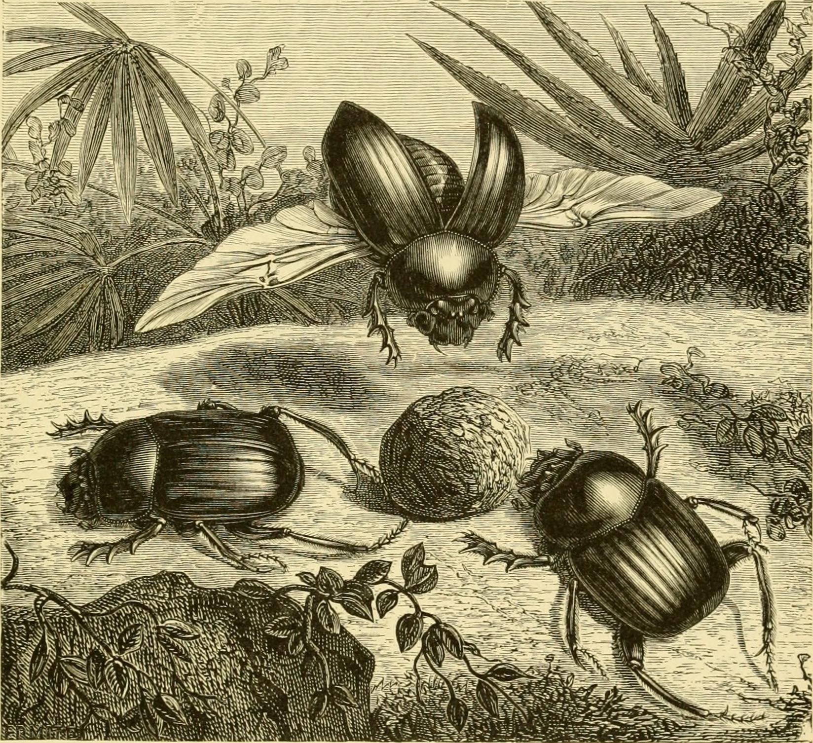 What Does Japanese Beetle Poop Look Like? Exploring The Physical