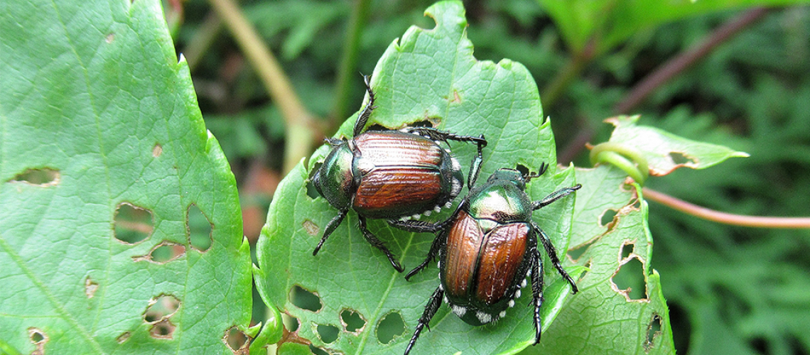 Japanese Beetles In Guam Potential Impacts And Prevention Strategies
