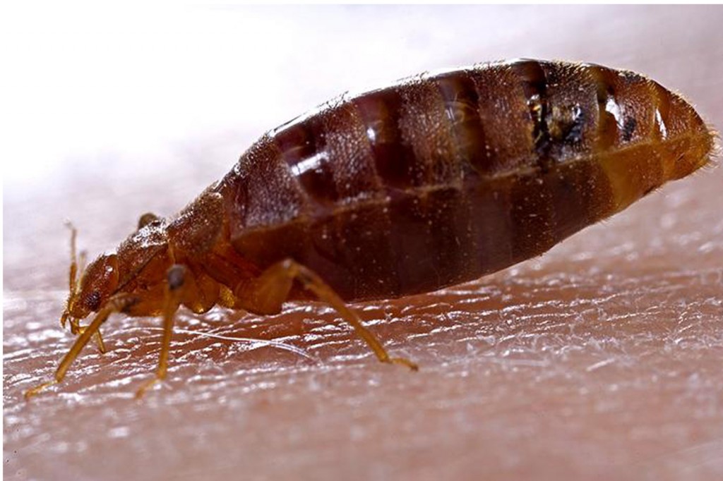 Who Is Funding Bed Bug Research? BedBugs