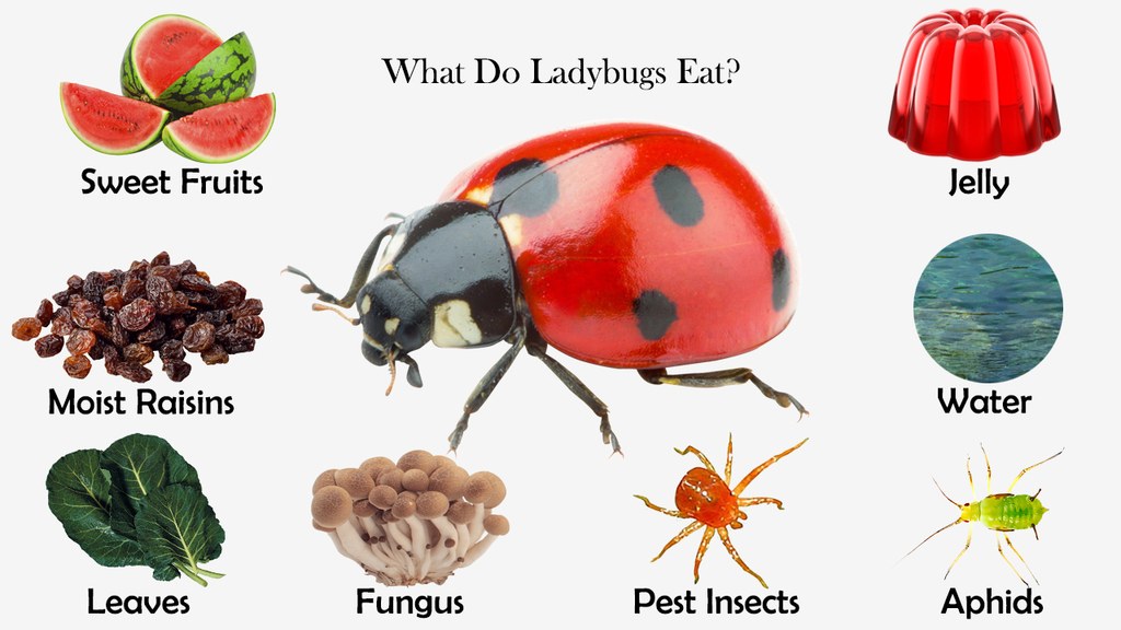 Eliminating Flea Beetles While Protecting Ladybugs A Guide To Natural