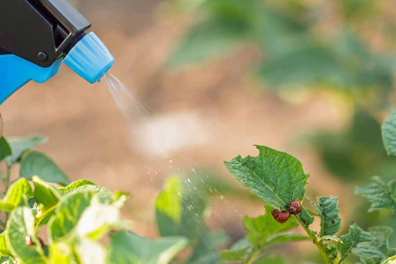 Exploring How Predatory Mites Kill Colorado Potato Beetles To Protect