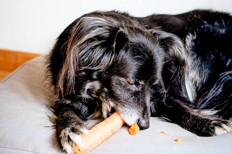 Hund vegetarisch oder vegan ernähren Karotten statt Knochen Beobachter