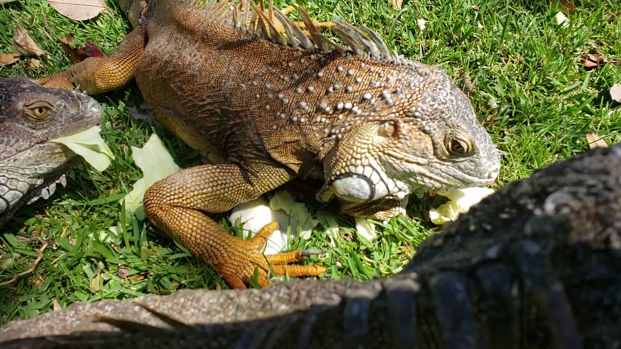 Are Iguanas Dangerous? BioBubblePets
