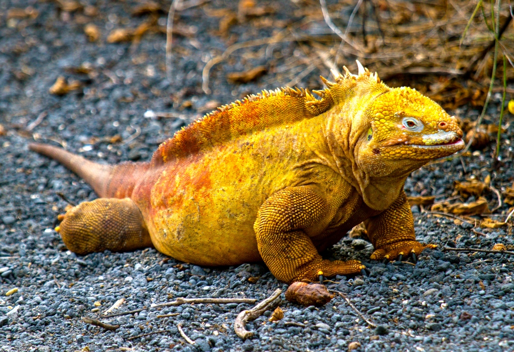 Can Iguanas Eat Cinnamon BioBubblePets