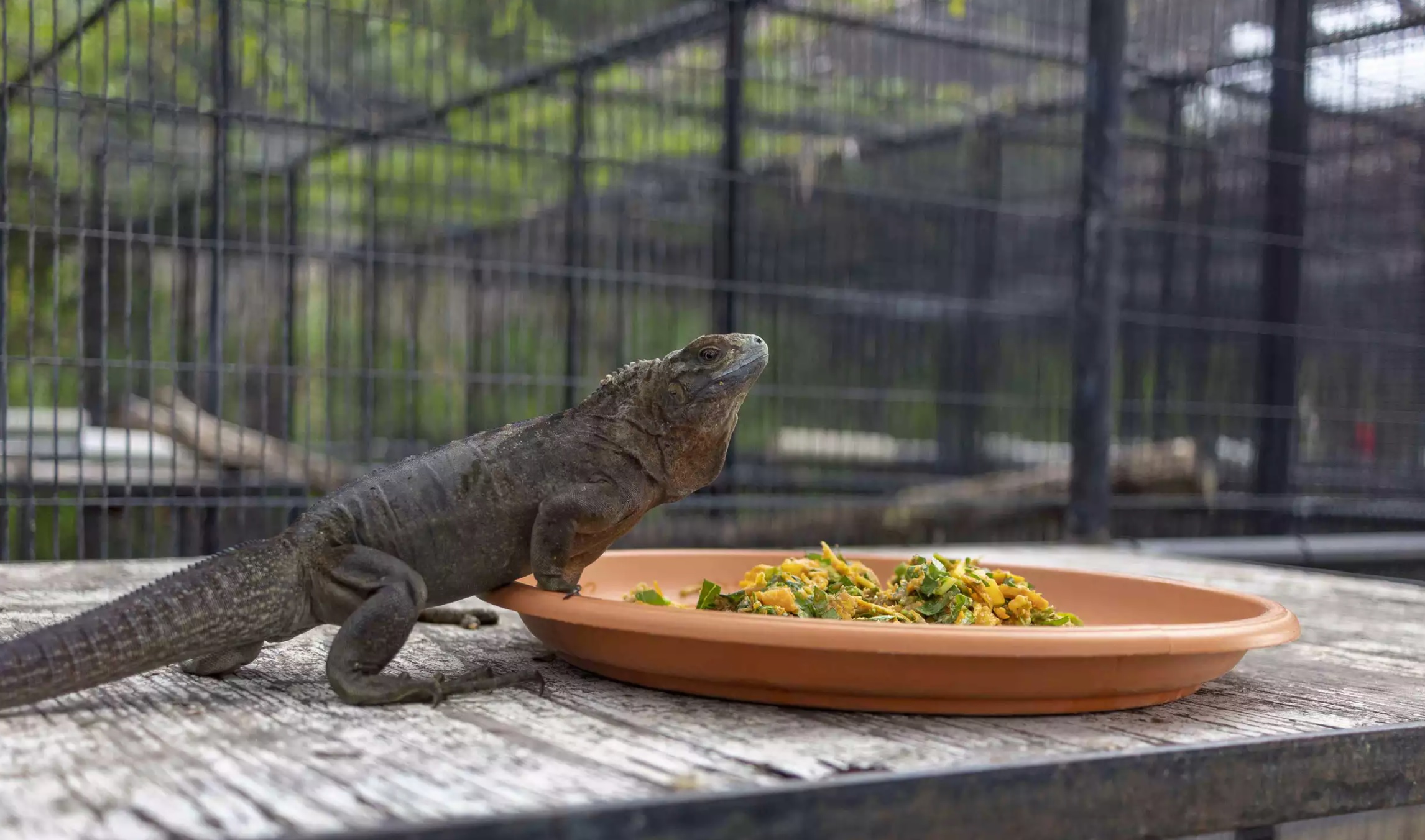 Why Not Try Iguana Meat? It’s Delicious Nutritious And Environmentally