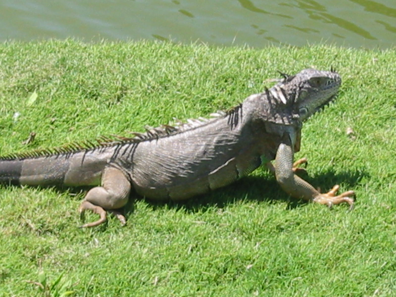 Do Iguanas Travel In Packs? BioBubblePets