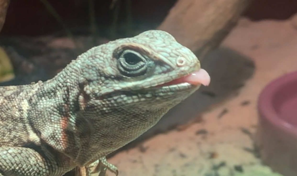 The Perfect Spiny Tail Iguana Cage BioBubblePets