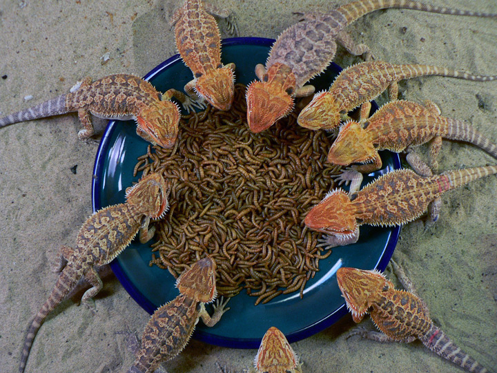 Can Chameleons Eat Nightcrawlers? BioBubblePets