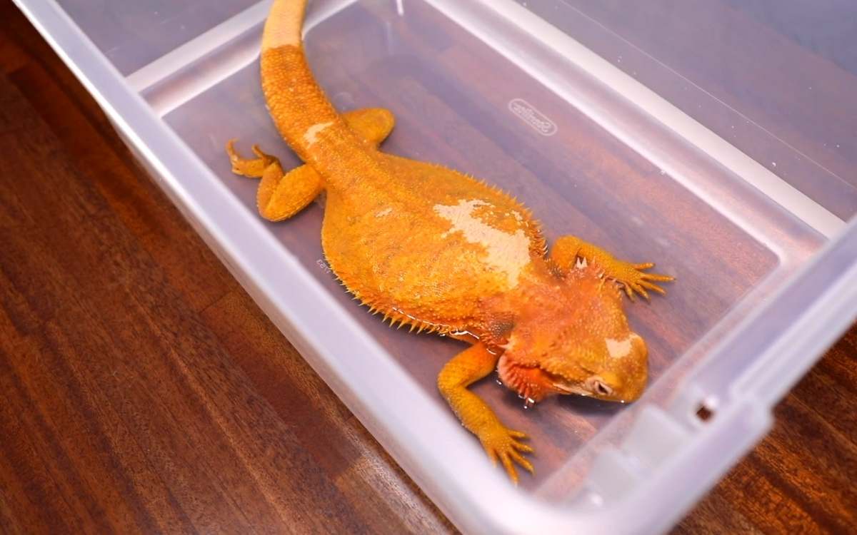 Giving Your Bearded Dragon A Hot Bath Benefits Risks And Tips