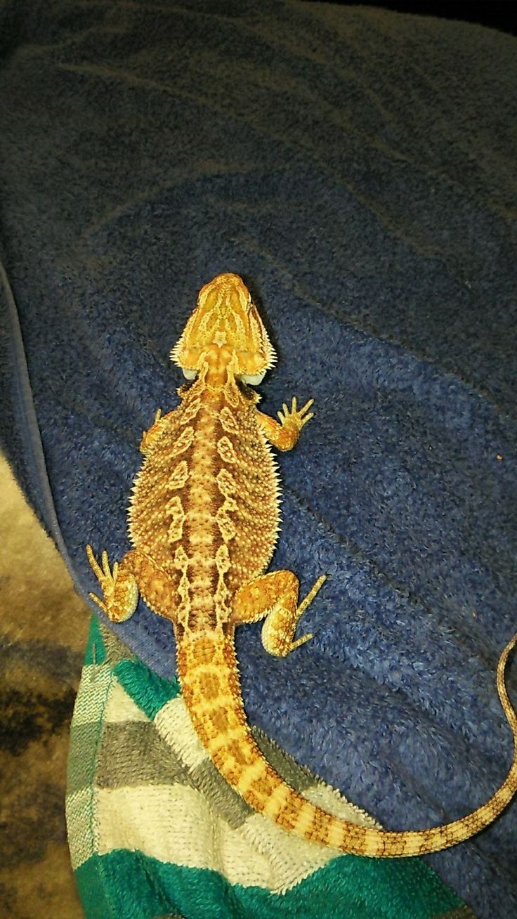 Do Bearded Dragons Enjoy Technology? An Investigation Into Their