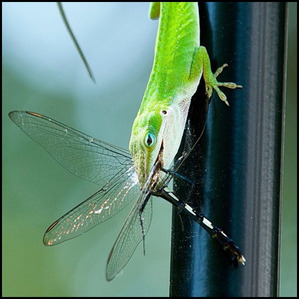 Can My Bearded Dragon Eat Dragonflies at Scott Dodson blog