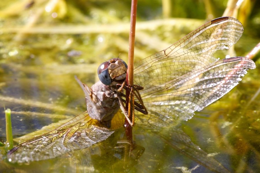 The Amazing Process Of Metamorphosis How A Dragonfly Turns From An Egg
