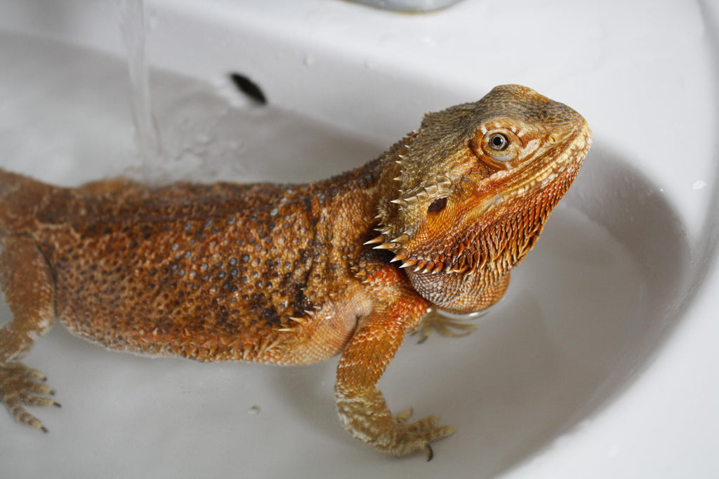 Recognizing The Signs Of Brumation In Bearded Dragons BioBubblePets