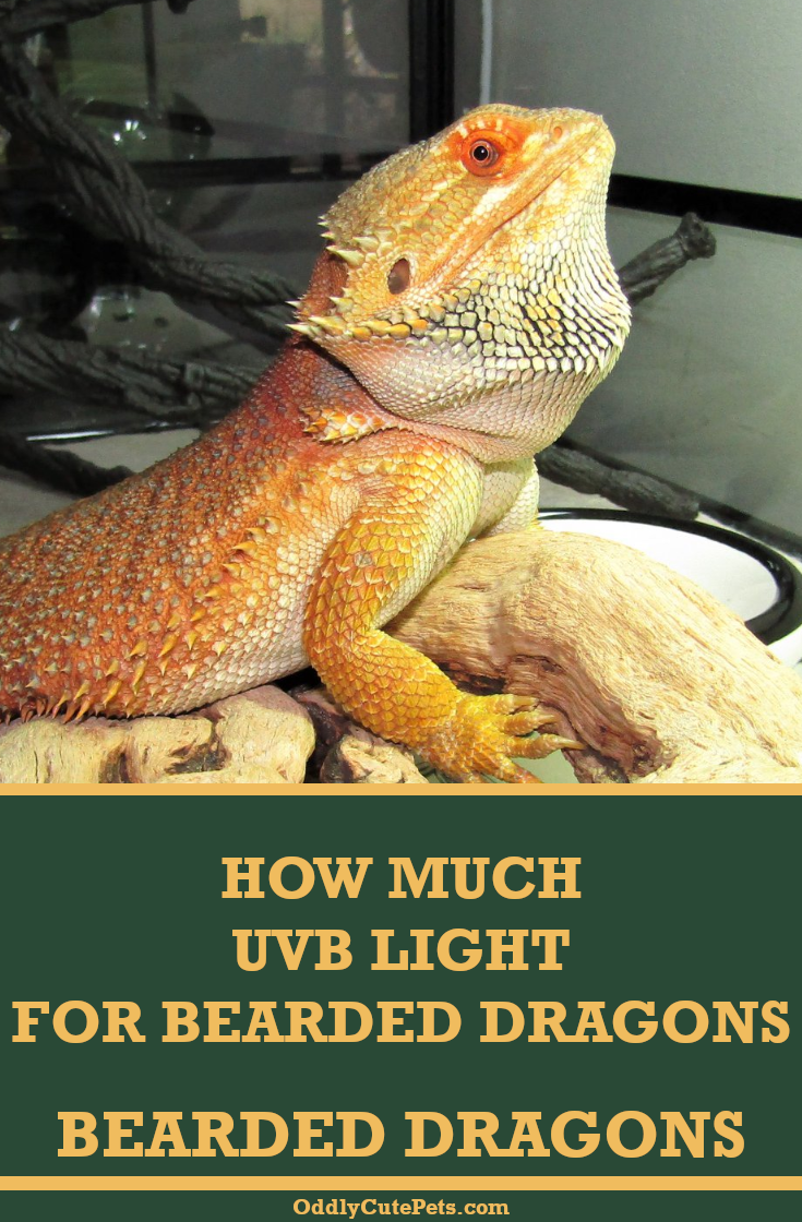 The Importance Of MVB Bulbs For Bearded Dragon Habitats Enhancing