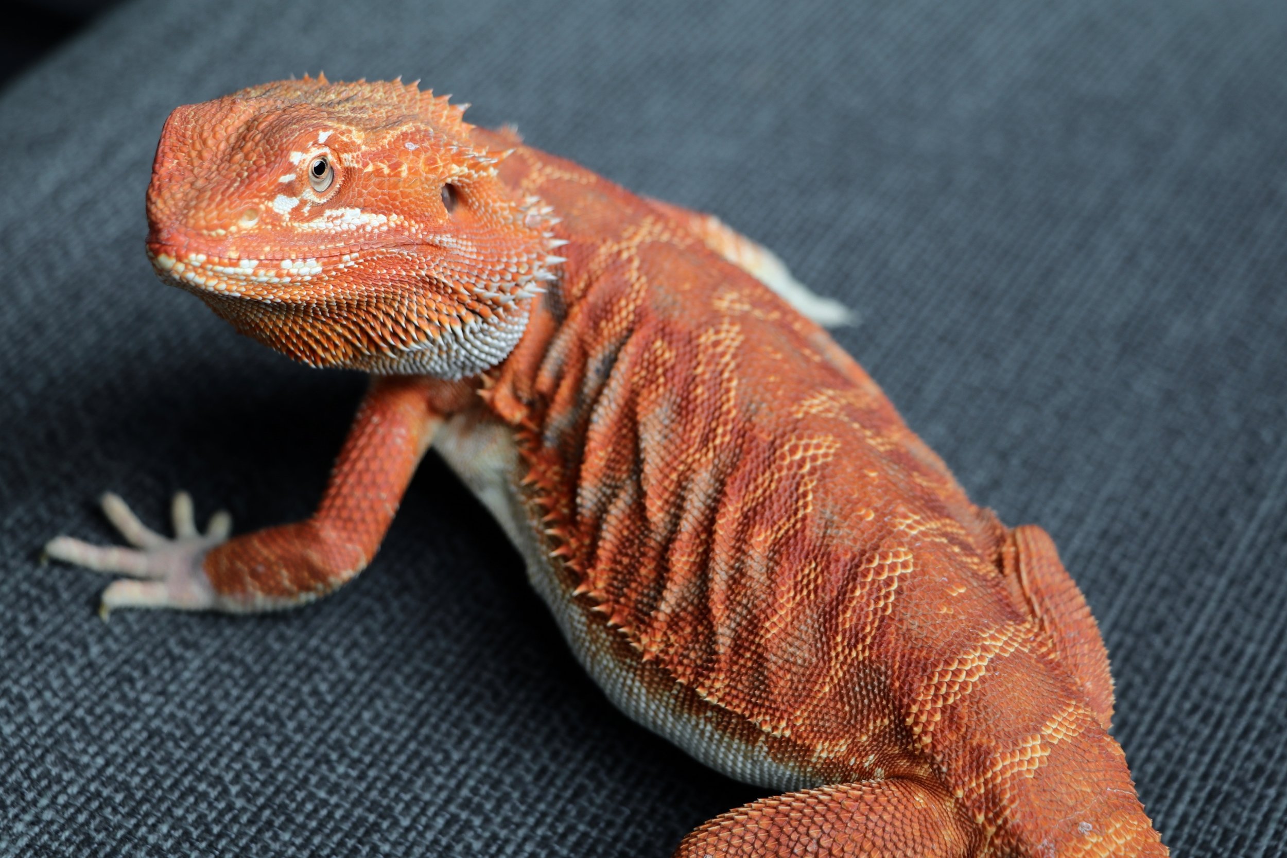 Discovering The Cost Of A Bearded Dragon At Fargo PetSmart BioBubblePets