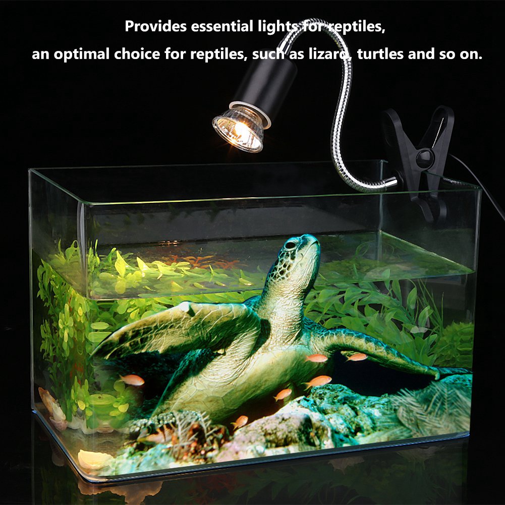 The Solar Glo Light Essential For Bearded Dragon Health And Vibrant