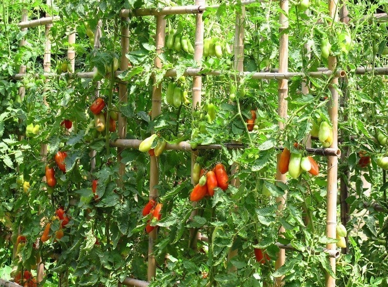 Cómo cultivar tomate cherry en vertical Bioguia