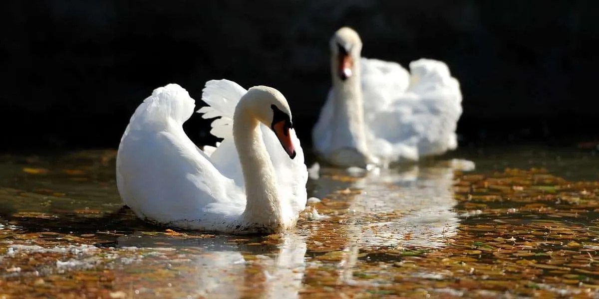 Birdwatching In London The Ultimate Guide Birda