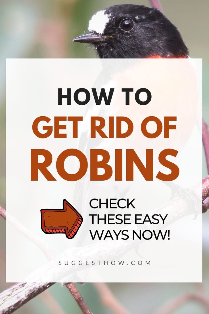 Texas Wildlife Laws Understanding the Legality of Killing Robin Birds Birds Of The Wild