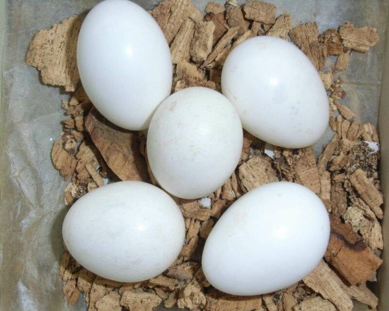 Unveiling the Mystery How Big Are Woodpecker Eggs? Birds Of The Wild