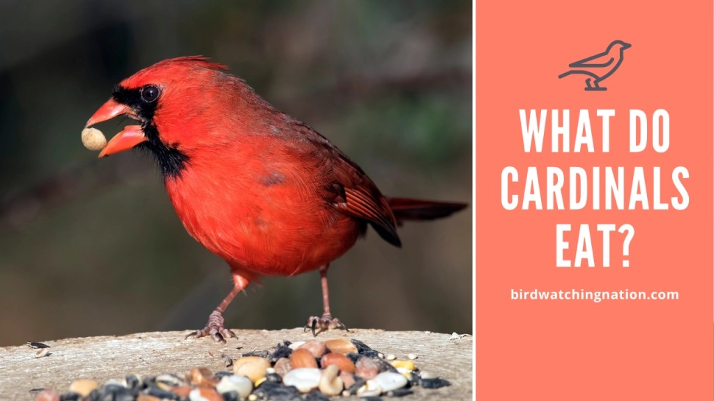Feeding Cardinals A Guide to Table Foods Birds Of The Wild