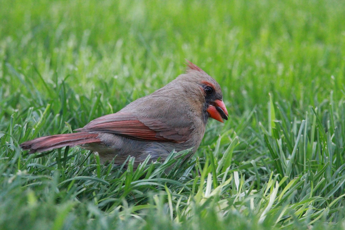 Why Cardinals Abandon Their Eggs Birds Of The Wild