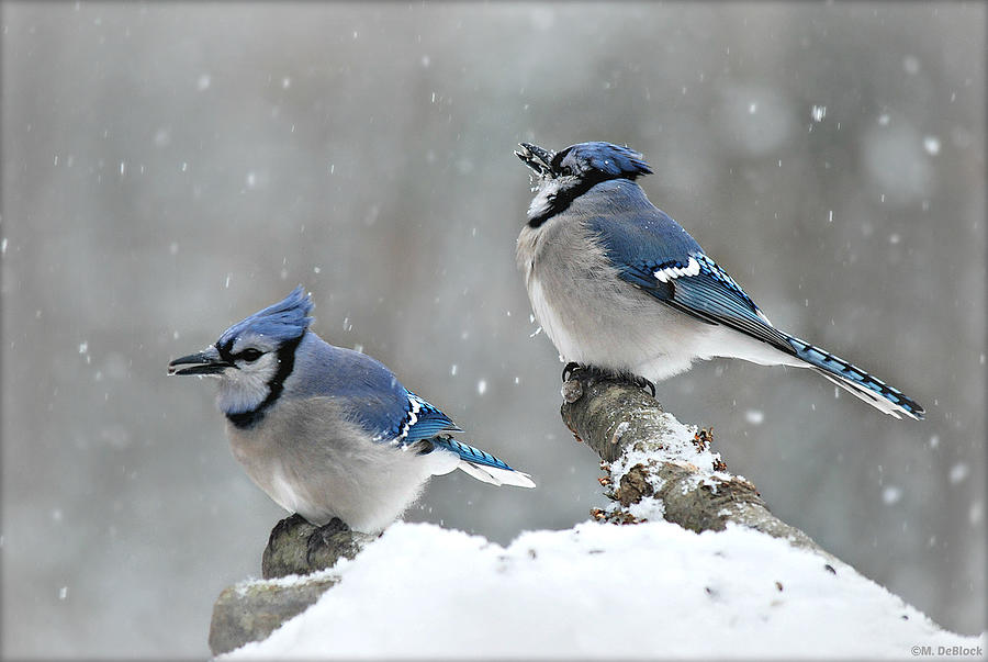 Unveiling the Secrets of How Blue Jays Brave Winter Birds Of The Wild