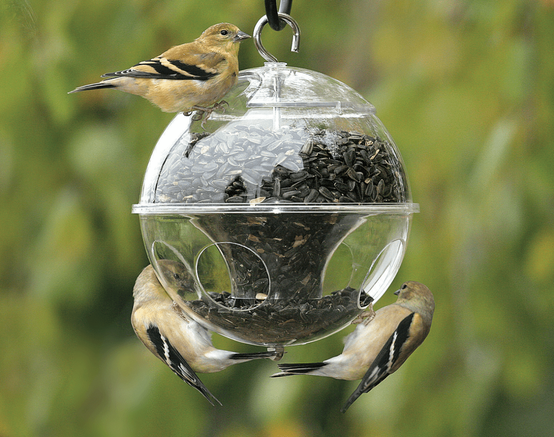 How to Keep Grackles Away from Blue Jay House Birds Of The Wild