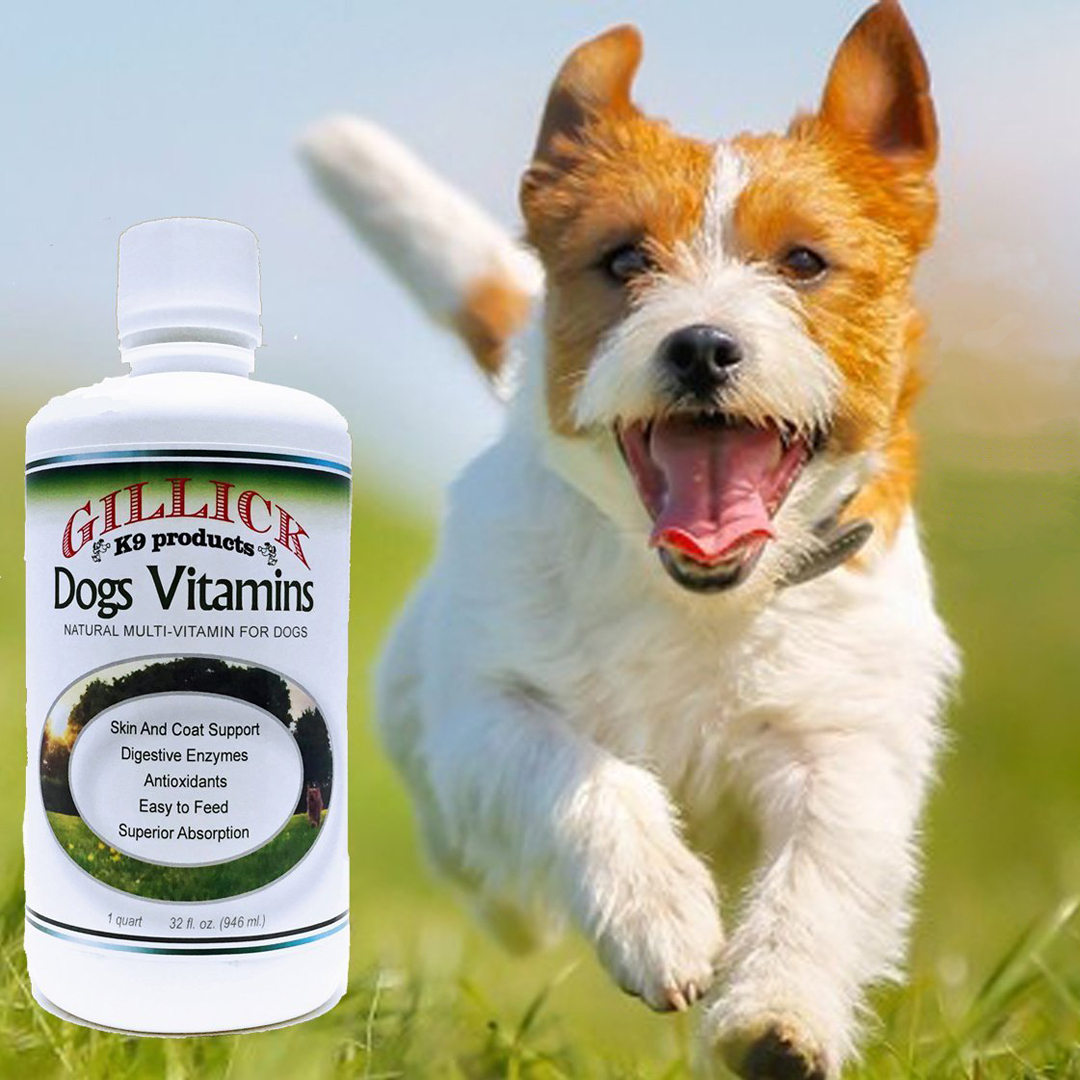 Should You Give Your Dog A Vitamin K Supplement? BitsysBrainFood